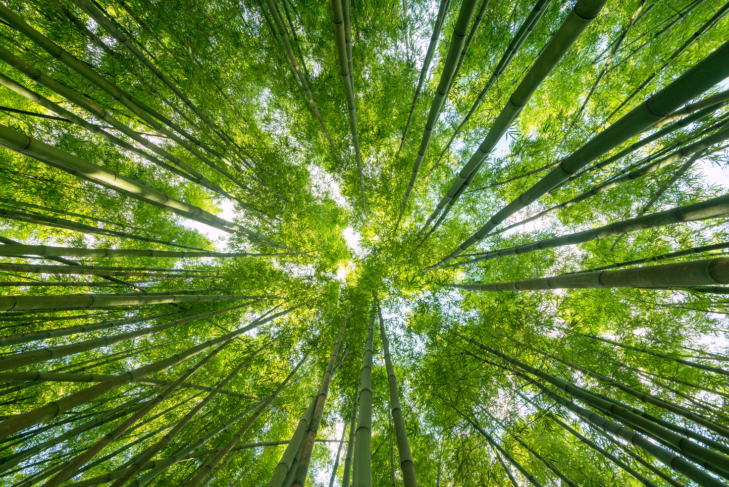 Bamboo nature background, view up